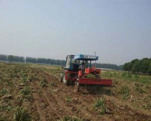 Doppelte Zeile Knoblauch ernten Maschinen